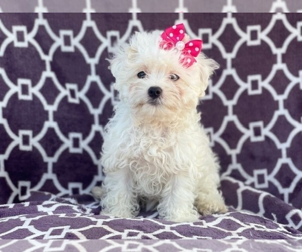 Medium Photo #15 Maltipoo Puppy For Sale in LAKELAND, FL, USA