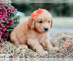 Small #1 Golden Retriever