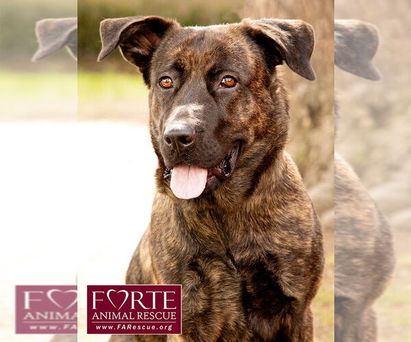 Medium Photo #1 Dutch Shepherd -Labrador Retriever Mix Puppy For Sale in Marina del Rey, CA, USA