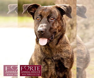 Dutch Shepherd -Labrador Retriever Mix Dogs for adoption in Marina del Rey, CA, USA