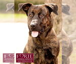 Small Dutch Shepherd -Labrador Retriever Mix