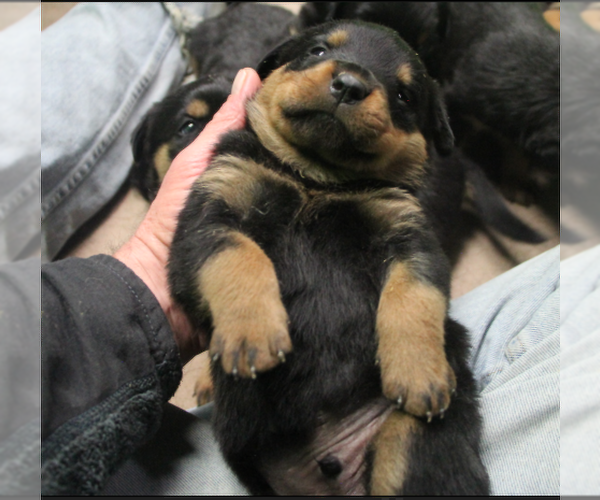 Medium Photo #19 Rottweiler Puppy For Sale in ROSEBURG, OR, USA
