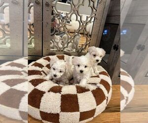 Bichon Frise Puppy for sale in HOUSTON, TX, USA