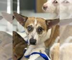 Small Chihuahua Mix