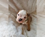 Small Photo #33 English Bulldog Puppy For Sale in ALBUQUERQUE, NM, USA