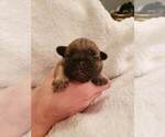 Small Photo #5 French Bulldog Puppy For Sale in SHELDON, WI, USA