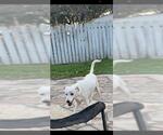 Small Labrador Retriever Mix