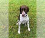 Small Photo #1 German Shorthaired Pointer Puppy For Sale in Seattle, WA, USA