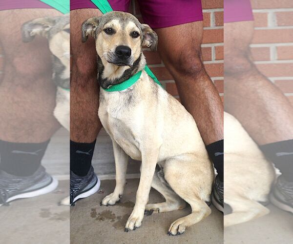Medium Photo #5 Mutt Puppy For Sale in Carrollton, TX, USA
