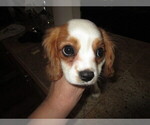 Small Photo #3 Cavalier King Charles Spaniel Puppy For Sale in HARPURSVILLE, NY, USA
