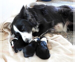 Mother of the Border Collie puppies born on 10/31/2023