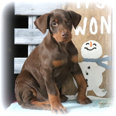 Doberman Pinscher Puppy for sale in GAP, PA, USA