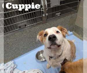 Retriever -Unknown Mix Dogs for adoption in Stratham, NH, USA