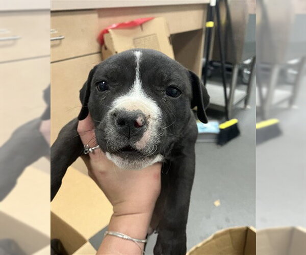 Medium Photo #1 American Pit Bull Terrier Puppy For Sale in Corpus Christi, TX, USA