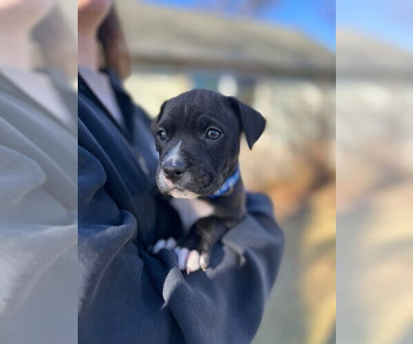 Medium Photo #4 Mutt Puppy For Sale in OKLAHOMA CITY, OK, USA