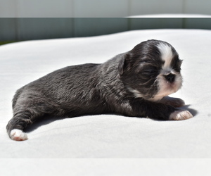 Shih Tzu Puppy for sale in PALM COAST, FL, USA