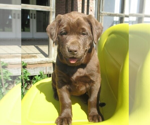 Medium Photo #1 Labrador Retriever Puppy For Sale in CLEARVILLE, PA, USA