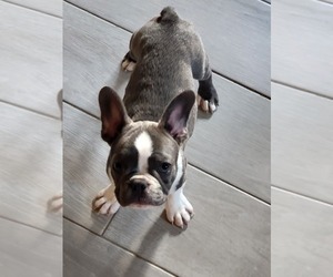 Faux Frenchbo Bulldog Puppy for sale in RICHMOND, IN, USA