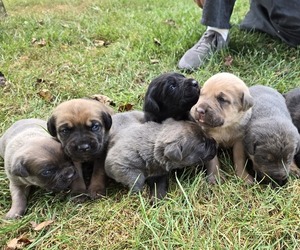 Cane Corso Puppy for Sale in NAPPANEE, Indiana USA