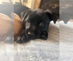 Small Photo #1 Labrador Retriever-Pembroke Welsh Corgi Mix Puppy For Sale in pomfret, CT, USA