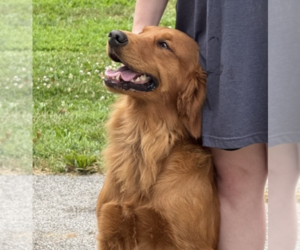 Mother of the Golden Retriever puppies born on 11/03/2025