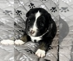 Small Photo #42 Australian Shepherd Puppy For Sale in SALISBURY, NC, USA