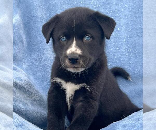 Medium Photo #3 Labrador Retriever-Unknown Mix Puppy For Sale in San Diego, CA, USA
