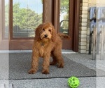 Small #3 Goldendoodle