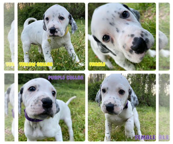 Medium Photo #1 Boxer-Dalmatian Mix Puppy For Sale in ATLANTA, GA, USA