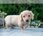 Puppy Tanner Dachshund