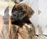 Small #2 Boxer
