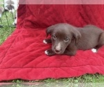 Small #1 Borador