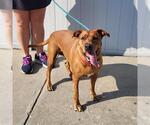 Small American Pit Bull Terrier-Labrador Retriever Mix