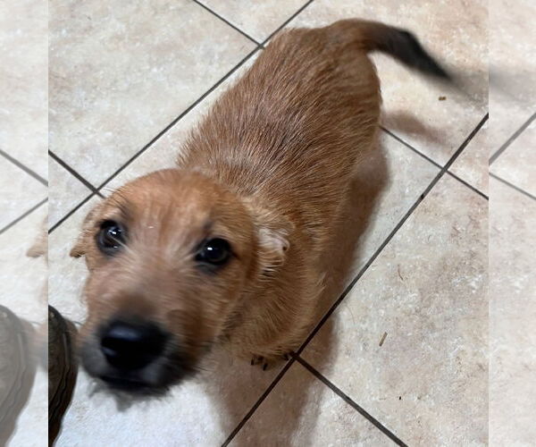 Medium Photo #3 Beagle-Unknown Mix Puppy For Sale in Tracy City, TN, USA