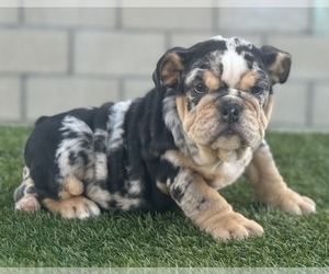 English Bulldog Puppy for sale in COLUMBUS, OH, USA