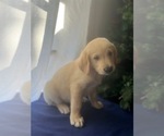 Small Photo #6 Golden Retriever Puppy For Sale in SAN FERNANDO, CA, USA