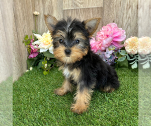 Yorkshire Terrier Dog for Adoption in DUNDEE, Ohio USA