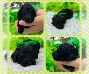 Goldendoodle (Miniature) Puppy for sale in BULLARD, TX, USA
