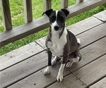 Small Photo #1 Italian Greyhound Puppy For Sale in ASHBY, NE, USA
