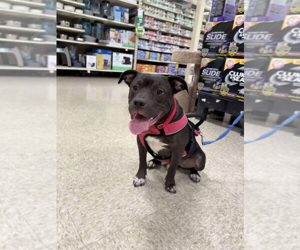 Medium Photo #15 American Pit Bull Terrier-American Staffordshire Terrier Mix Puppy For Sale in Wenonah, NJ, USA