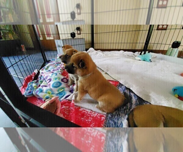 Medium Photo #7 Shiba Inu Puppy For Sale in SOMERSWORTH, NH, USA
