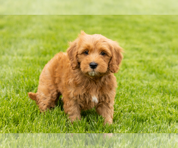 Medium Photo #1 Goldendoodle (Miniature) Puppy For Sale in WOLCOTTVILLE, IN, USA