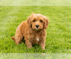 Goldendoodle (Miniature) Puppy for sale in WOLCOTTVILLE, IN, USA