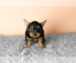 Small #8 Yorkshire Terrier