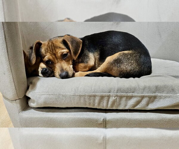 Medium Photo #1 Chiweenie Puppy For Sale in Springdale, PA, USA