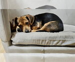 Small Chiweenie