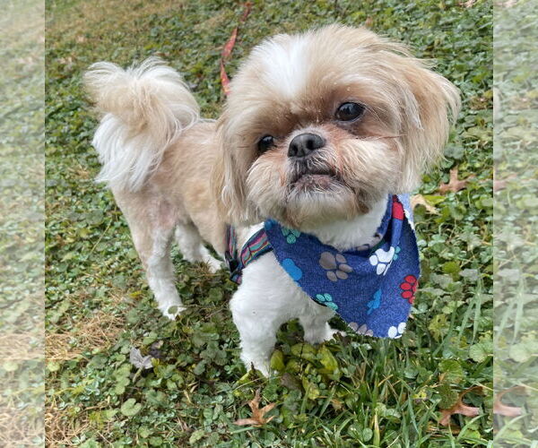 Medium Photo #1 Shih Tzu Puppy For Sale in Doylestown, PA, USA