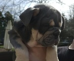 Small Photo #7 English Bulldog Puppy For Sale in SAINT CHARLES, IL, USA