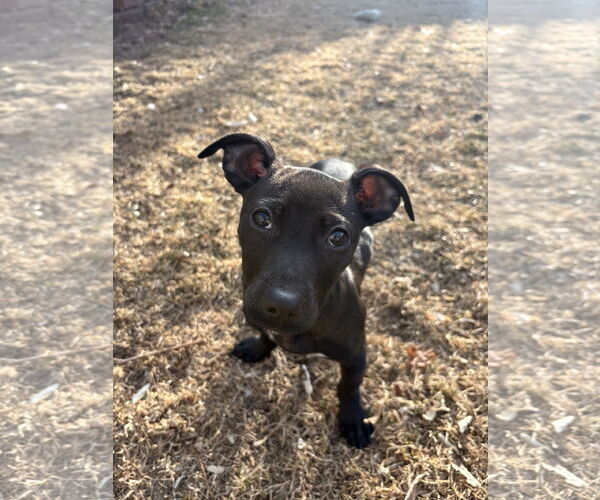 Medium Photo #3 Labrador Retriever-Staffordshire Bull Terrier Mix Puppy For Sale in Aurora, CO, USA