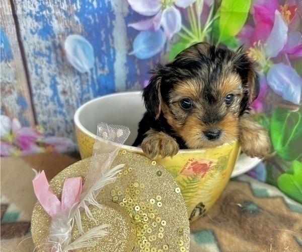 Medium Photo #23 Morkie Puppy For Sale in CASSVILLE, MO, USA